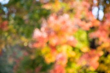autumn background, bokeh effect
