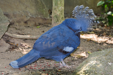 Crowned pigeon. Thailand 
