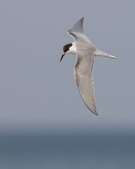 Common Tern hovering over Lake Huron - Ontario, Canada