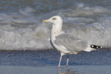Herring Gull on the shore of Lake Huron - Ontario, Canada