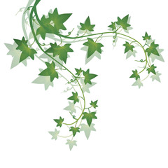 Leaf icon vector illustration nature