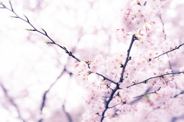 Cerry blossoms