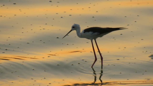 Hunger Games : Bird searching for food during golden hour of sunset.