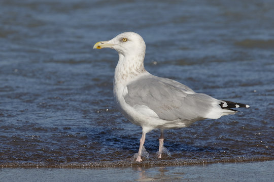 Herring Gull on the shore of Lake Huron - Ontario, Canada