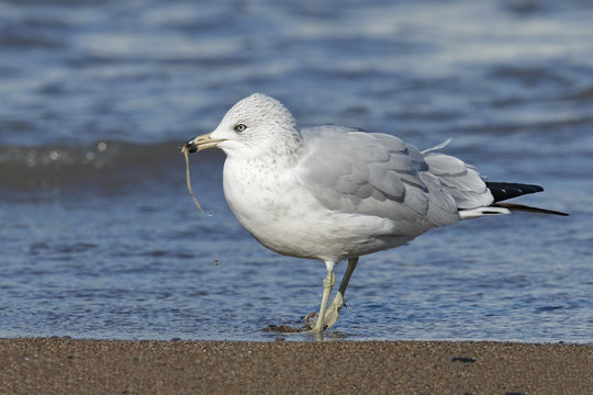 Ring-billed Gull Eating a Worm on a Lake Huron Beach