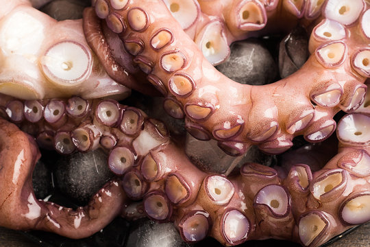 octopus on a dark background