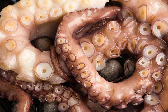 octopus on the ice