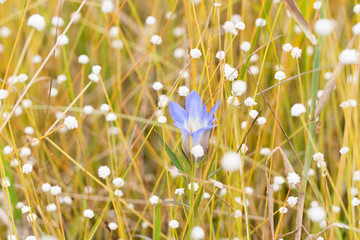 ホソバリンドウ