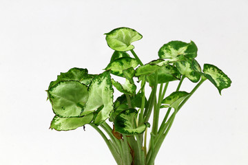 Small green plant with variegated leaves