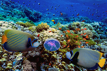 Coral reef with soft and hard corals