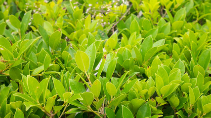 fresh green leaf texture background