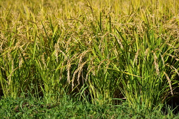黄金色の田んぼ
