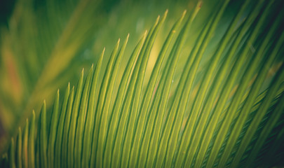 Natural green coconut Leaf background with selective focus.