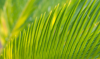 Natural green coconut Leaf background with selective focus.