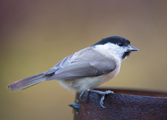 Fototapeta premium Marsh tit, Poecile palustris