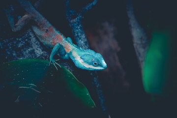 Chameleon on the tree, The white chameleon