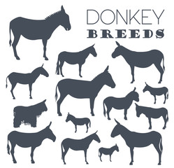 Donkey breeds icon set. Animal farming. Flat design