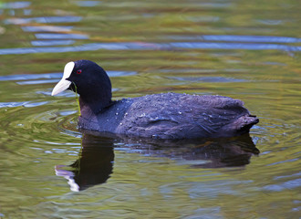 Eurasian coot