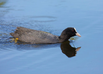 Eurasian coot