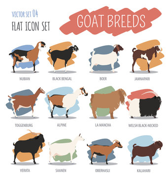 Goat breeds icon set. Animal farming. Flat design