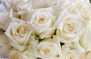 A large bouquet of white roses close-up as background.