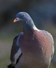 Common wood pigeon