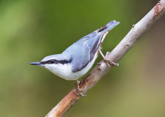 Nuthatch
