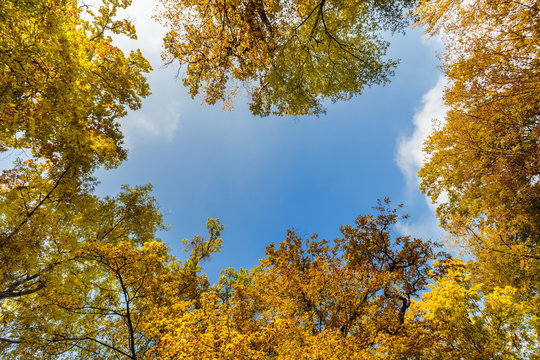 View at the sky through the trees in forest in autumn