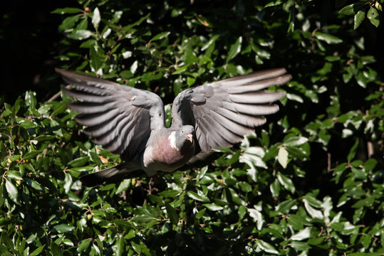 Common Wood Pigeon, Wood Pigeon, Columba palumbus