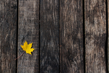 Yellow maple leaf on wooden board