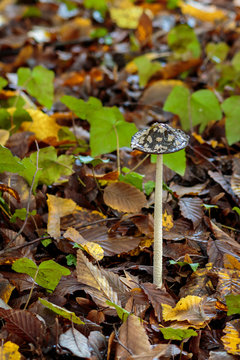 Mushroom in forest in autumn