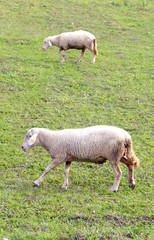sheeps on a meadow. domestic animals theme
