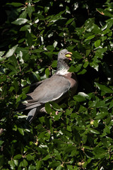 Common Wood Pigeon, Wood Pigeon, Columba palumbus