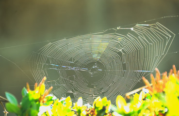 Cobweb