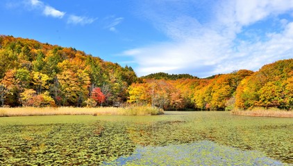 Fototapeta na wymiar 青空と紅葉と水辺の風景