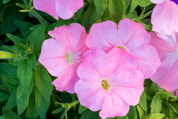 bouquet of pink flower ,selective focus