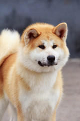 dog breed Akita Inu