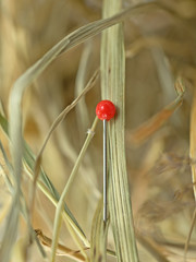 Stecknadel im Heuhaufen