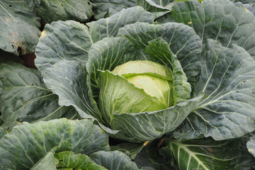 Obraz premium Cabbage in garden at Thailand.