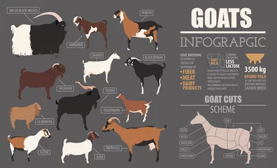 Fotobehang Goat breeds infographic template. Animal farming. Flat design © a7880ss