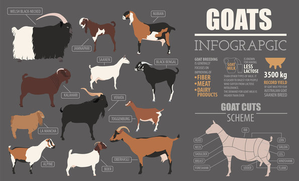 Goat breeds infographic template. Animal farming. Flat design