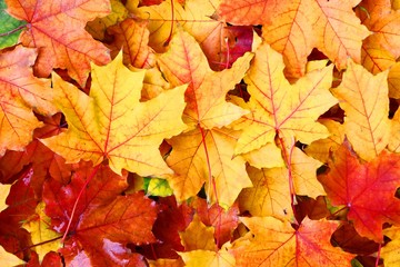 Naklejka na ściany i meble Patterns of fallen maple leaves in autumn park.