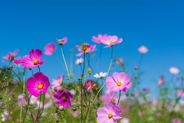 秋桜
