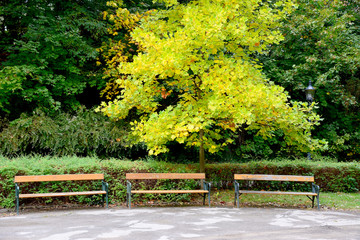Parkbänke vor leuchtend gelbem Baum im Herbst