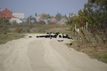 Ravens sitting on the road in the group. Corvidae on the road in the field