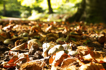 Toadstool on the woodland floor in autumn