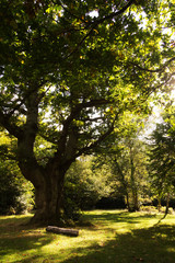 Woodland scene at the start of autumn