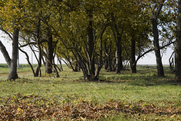 The Forest along the road in the fall. Yellowing leaves on the branches