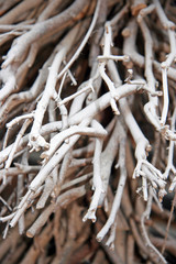 Roots / White dried roots of a small tree