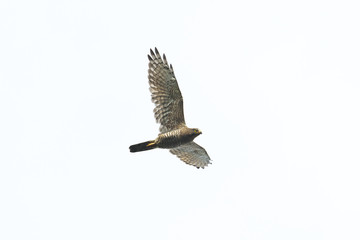 サシバ成鳥(Grey-faced buzzard)